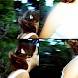 Lomo ActionSampler Clear